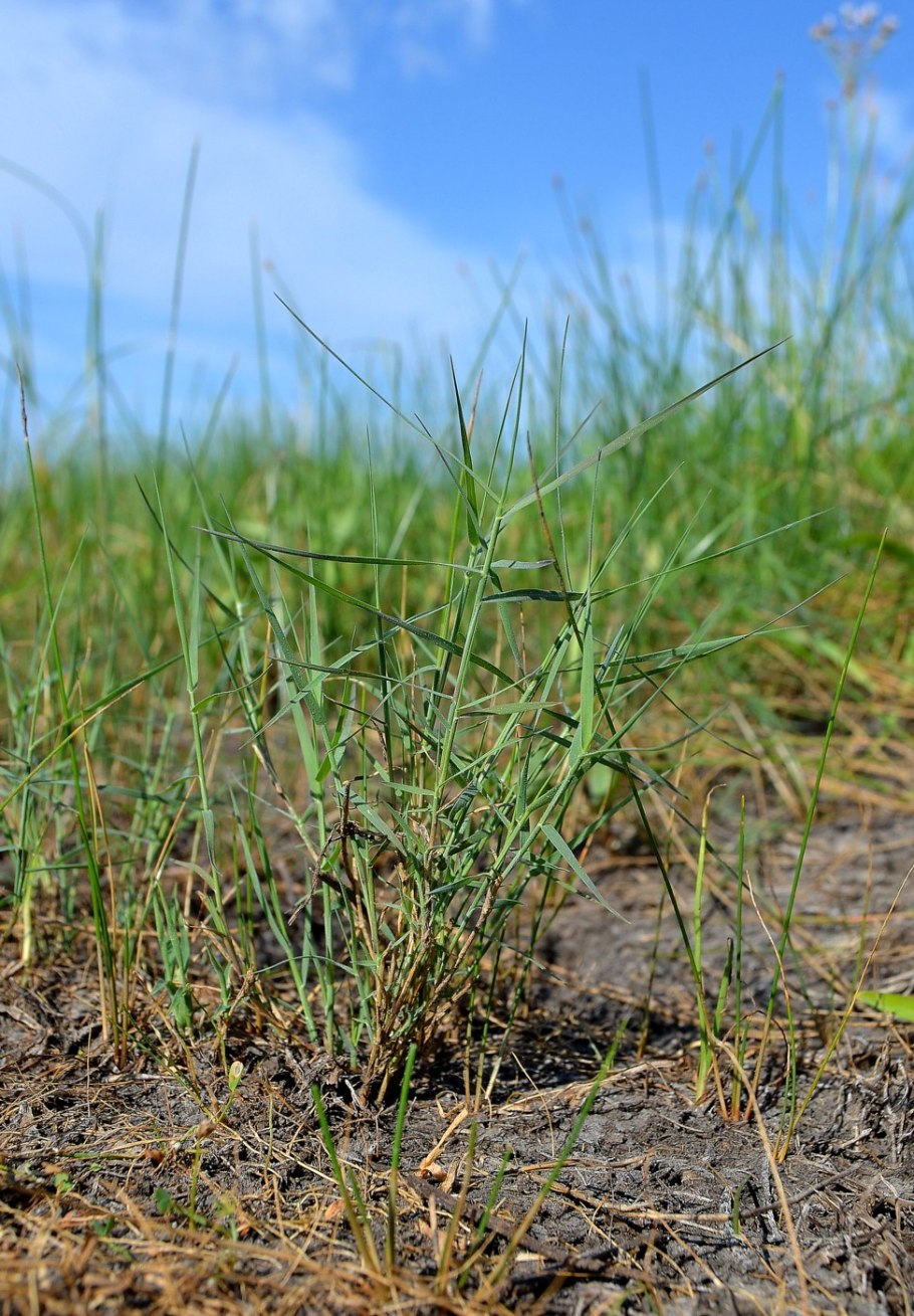 Прибрежница солончаковая