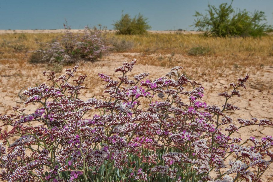 Прибрежница одноцветковая