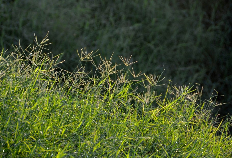 Литорелла (littorella uniflora)