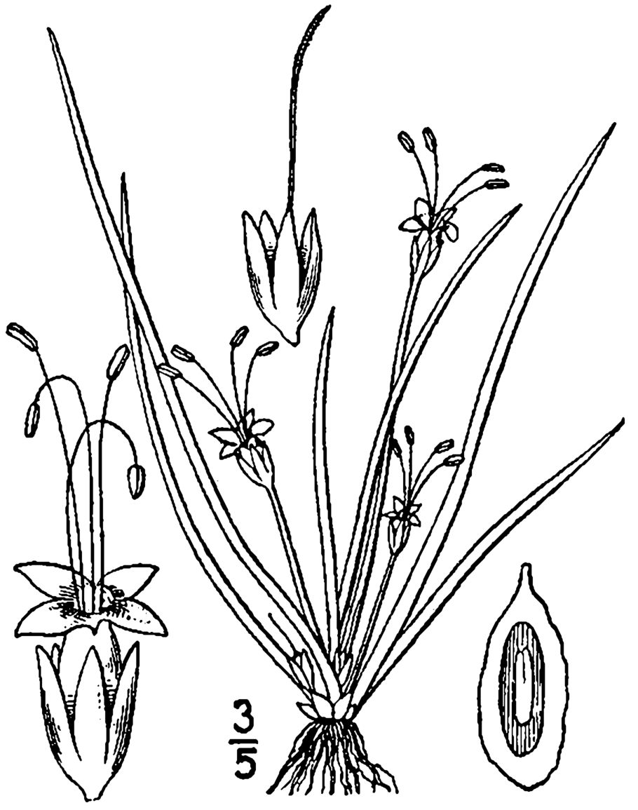 Стебельчатоглазые улитки