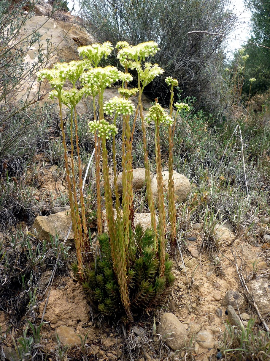 Литторелла Унифлора