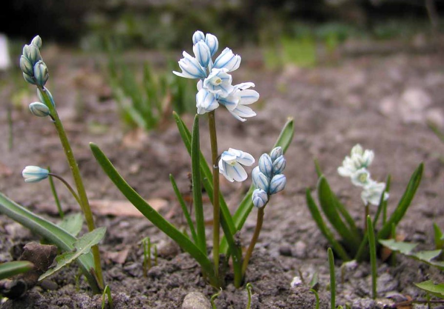 Литторелла Унифлора