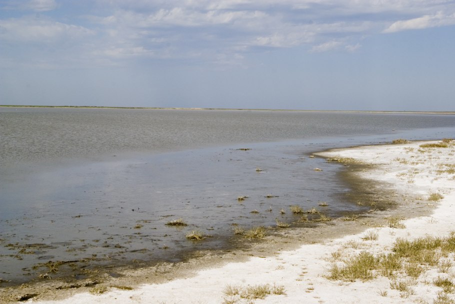 Верблюжья колючка пахнет сыростью