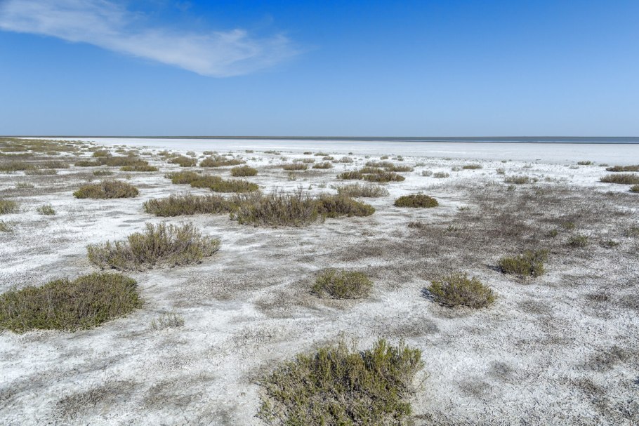 Littorella uniflora содержание