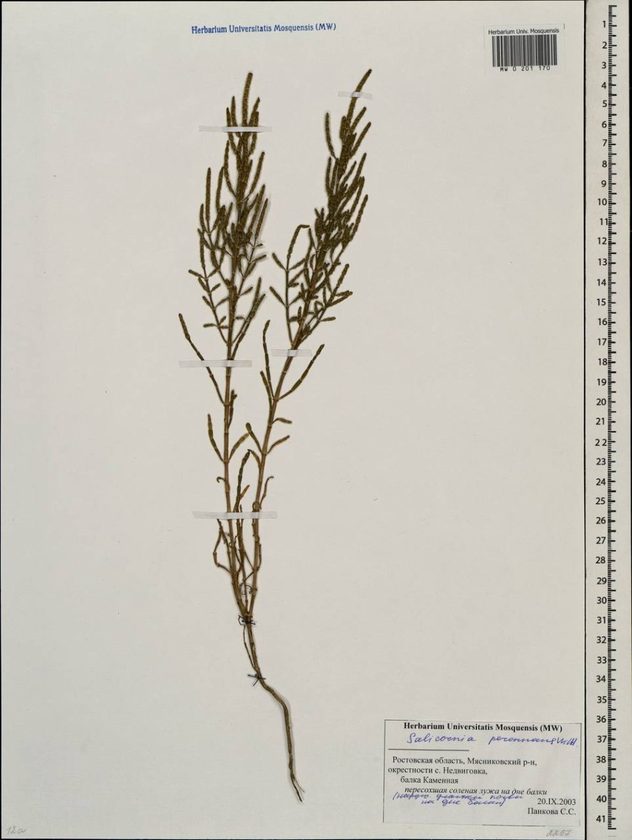 Солерос европейский