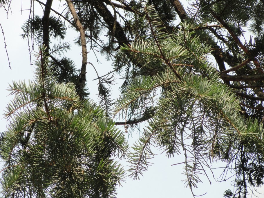 Тсуга ареал