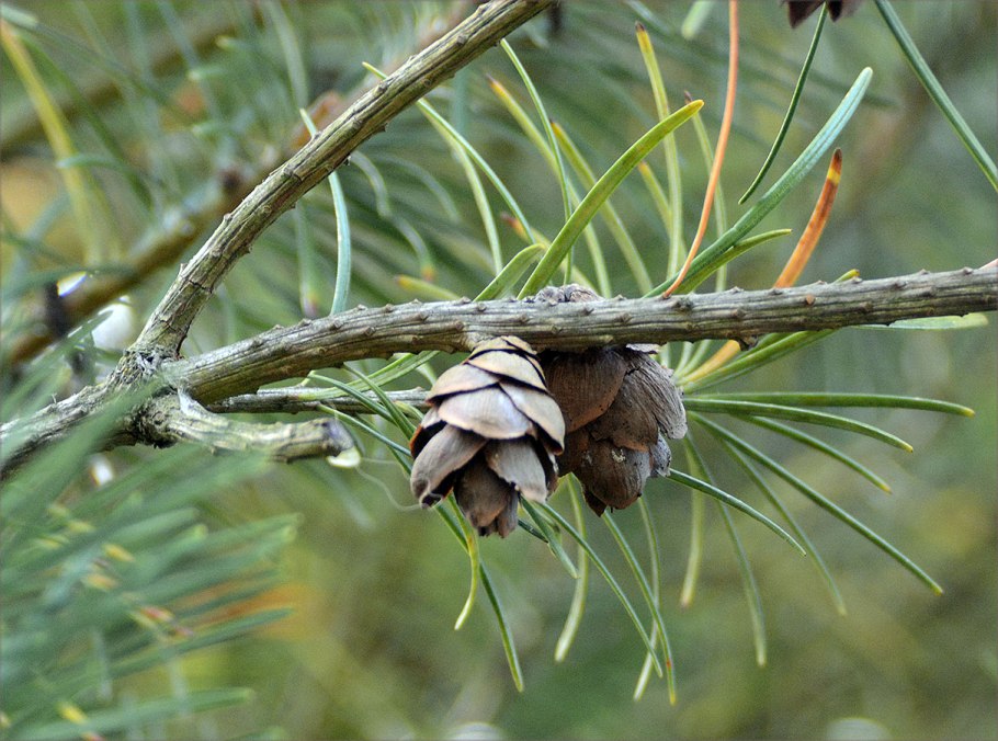 Ель финская Picea Fennica