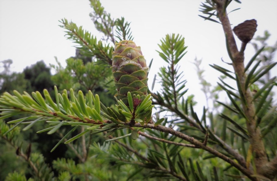 Keteleeria evelyniana