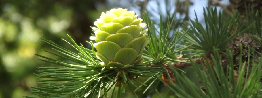 Кетелеерия Давида