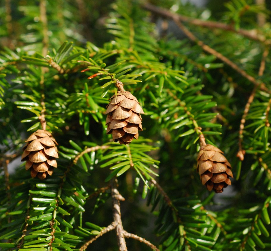 Распускается лиственница в Забайкалье