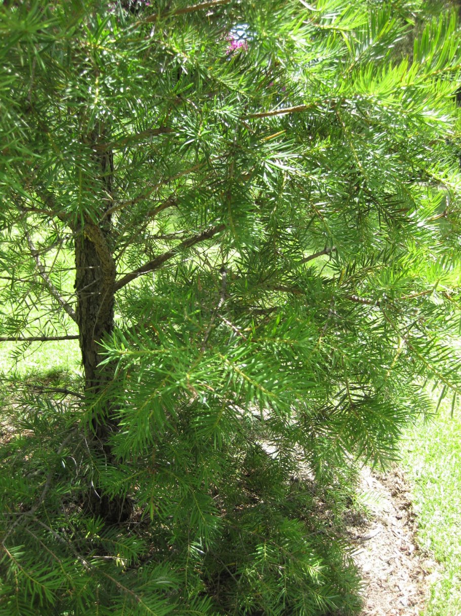 Keteleeria pubescens .