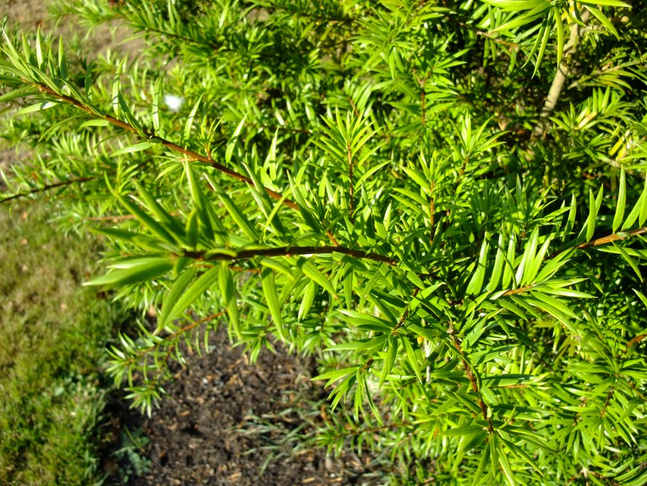 Сибирская лиственница цветет