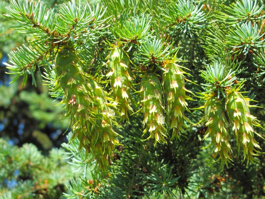 Пихта Сибирская Abies sibirica