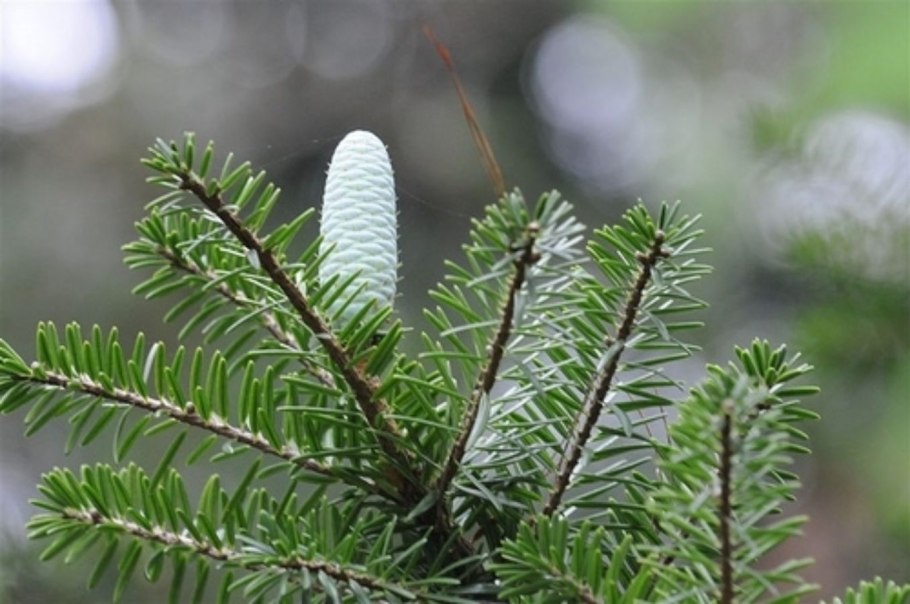 Кетелеерия хвойное