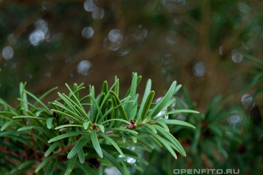 Кетелеерия шишки