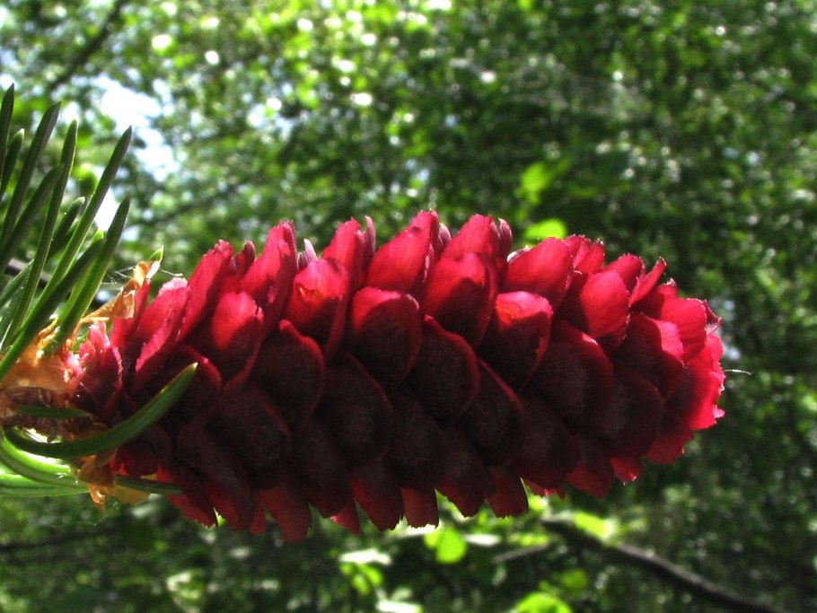 Ель Форчуна