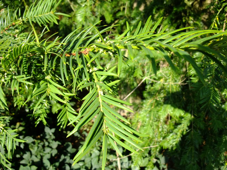 Кетелеерия Давида