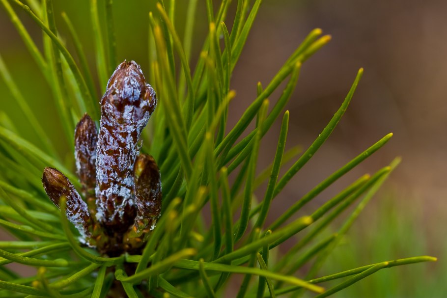 Голосеменные Мирабель