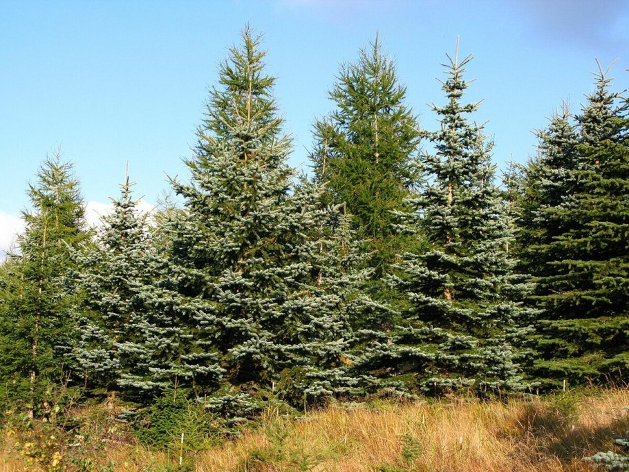 Ель Аянская голубая