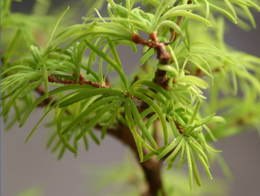 Кетелеерия Давида