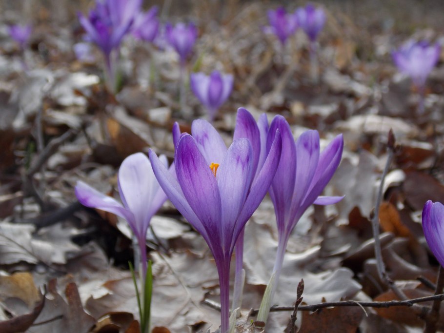 Шафран Банатский