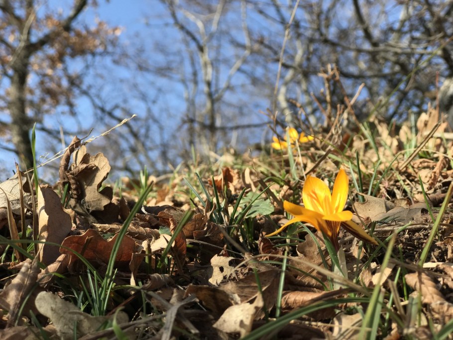 Шафран в Воронежской области