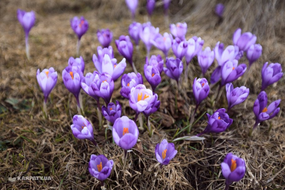 Крокус Гейфеля