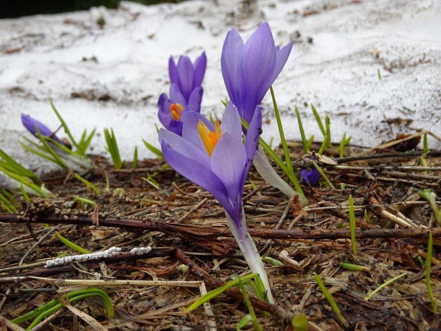 Шафран в Крыму