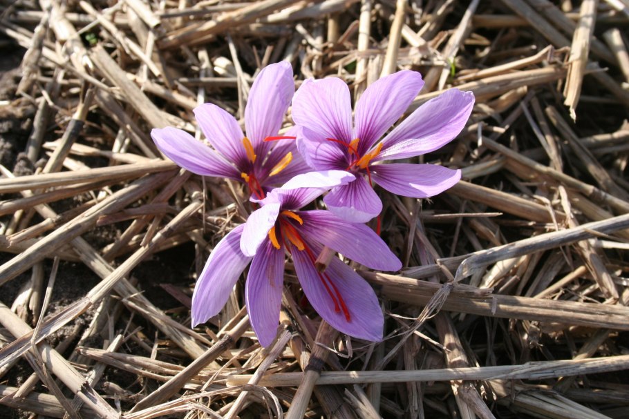Crocus Etruscus Zwanenburg