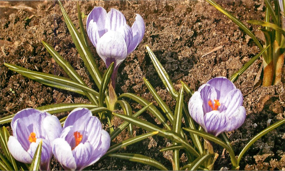 Шафран специя в природе