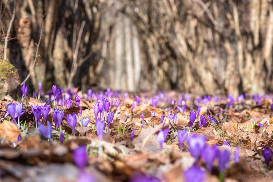 Шафран формула