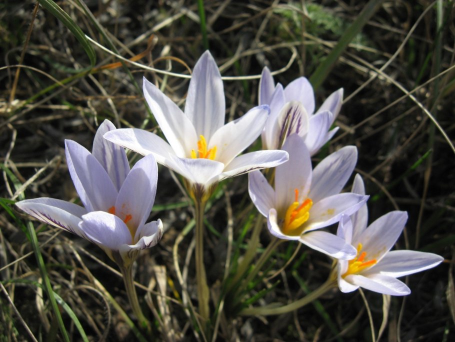 Первоцветы Шафран сетчатый