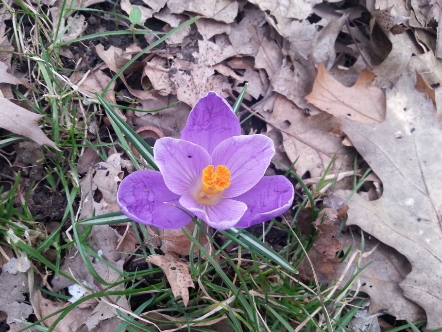 Шафран крокус дикий