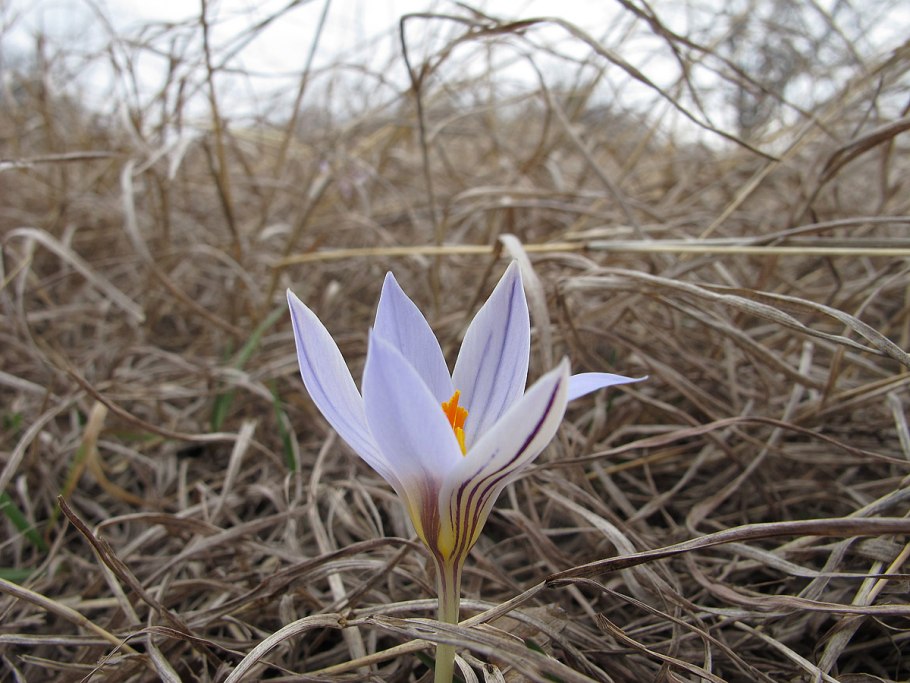 Крокус heuffelianus