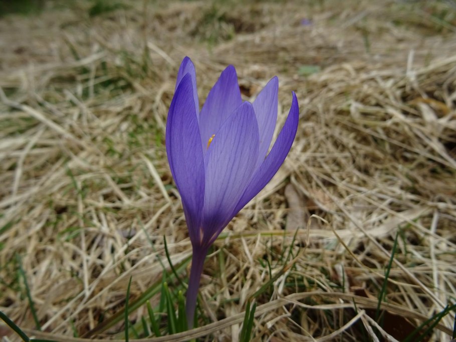Crocus speciosus