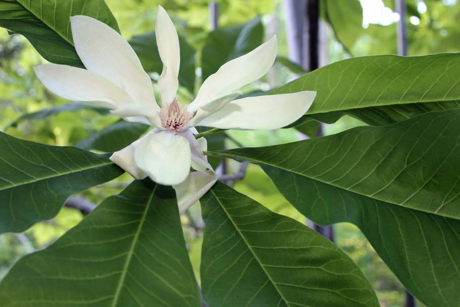 Магнолия трехлепестная, или зонтичная (Magnolia tripetala)