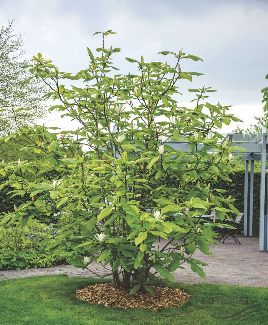 Магнолия трехлепестная дерево