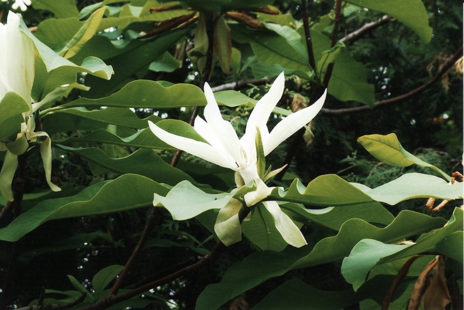 Магнолия tripetala