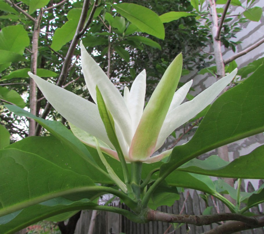 Магнолия трехлепестная