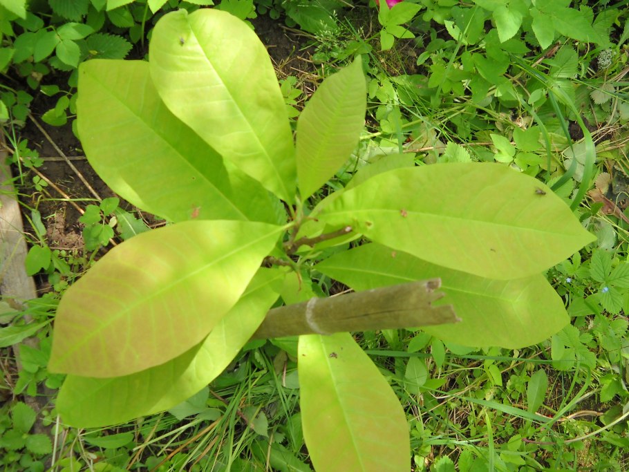 Магнолия трёхлепестная дерево