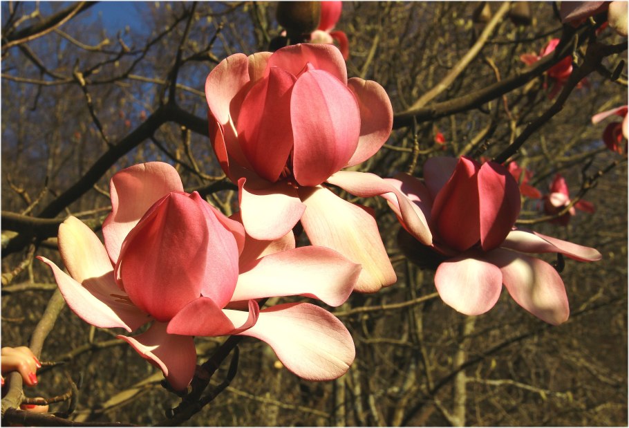 Магнолия Суланжа Сьюзан