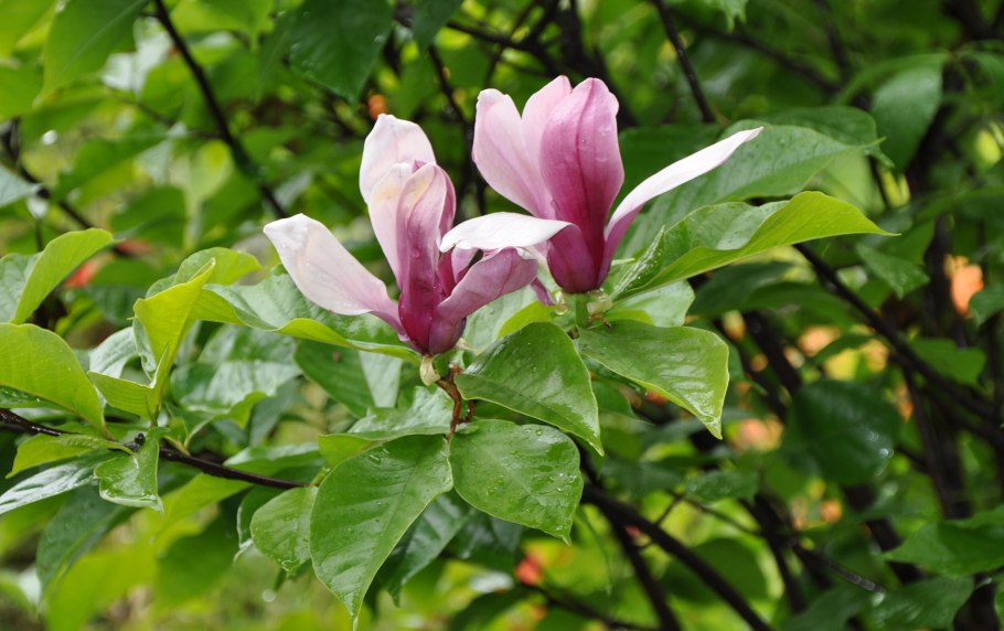 Магнолия tripetala