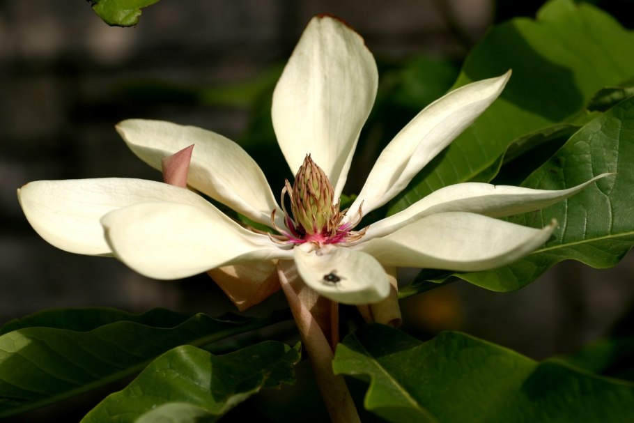 Магнолия длиннозаострённая цветение