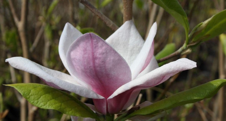 Магнолия Луизиана цветок