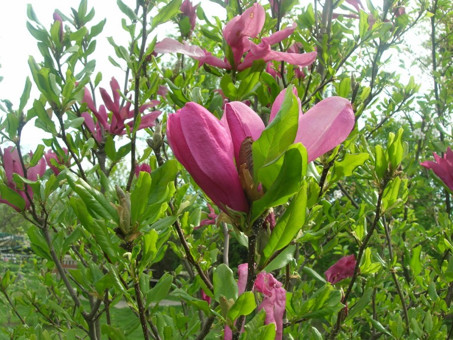 Магнолия грандифлора Галлисоненсис