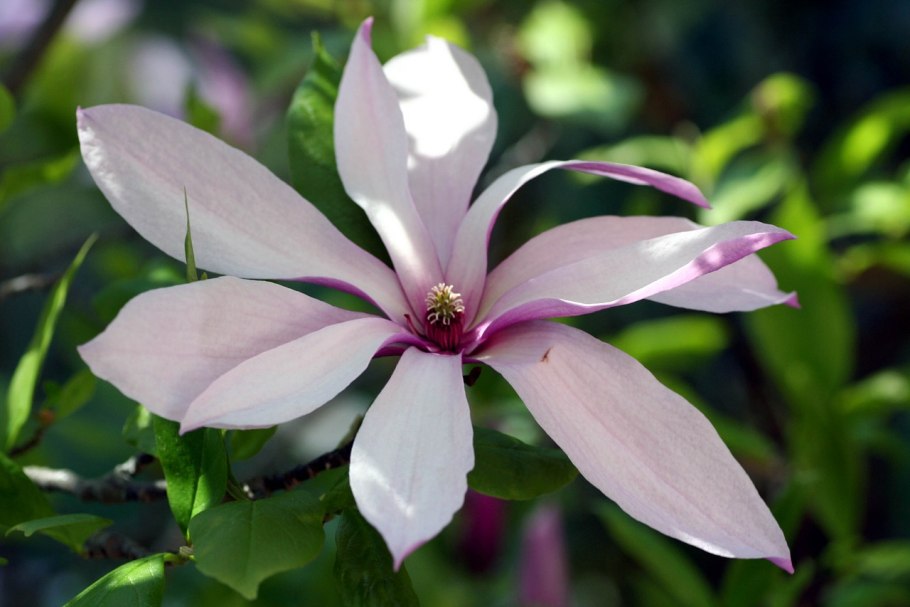 Магнолия розовая кустарниковая