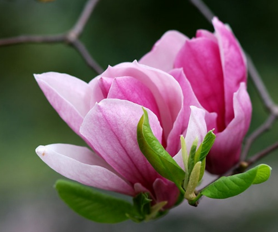 Лилейная Магнолия