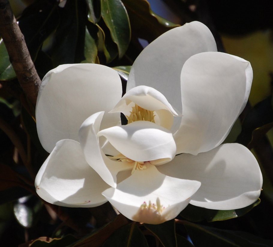 Магнолия Голиаф