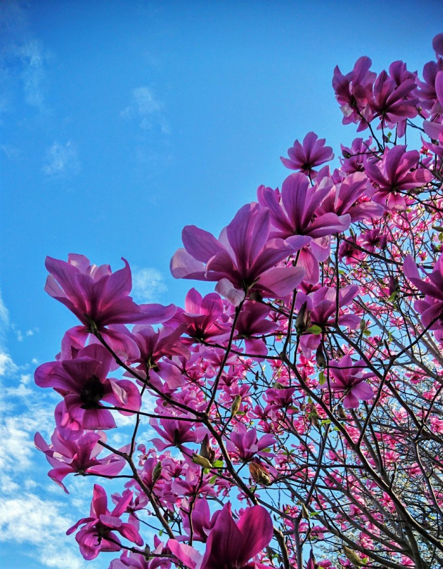 Магнолия длиннозаострённая (Magnolia acuminata l.)