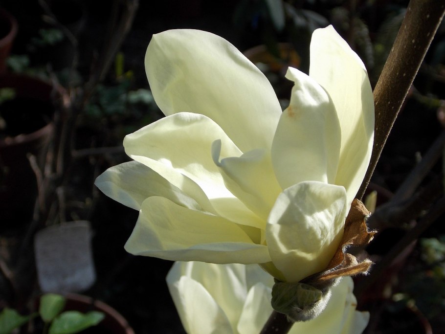 Магнолия крупнолистная